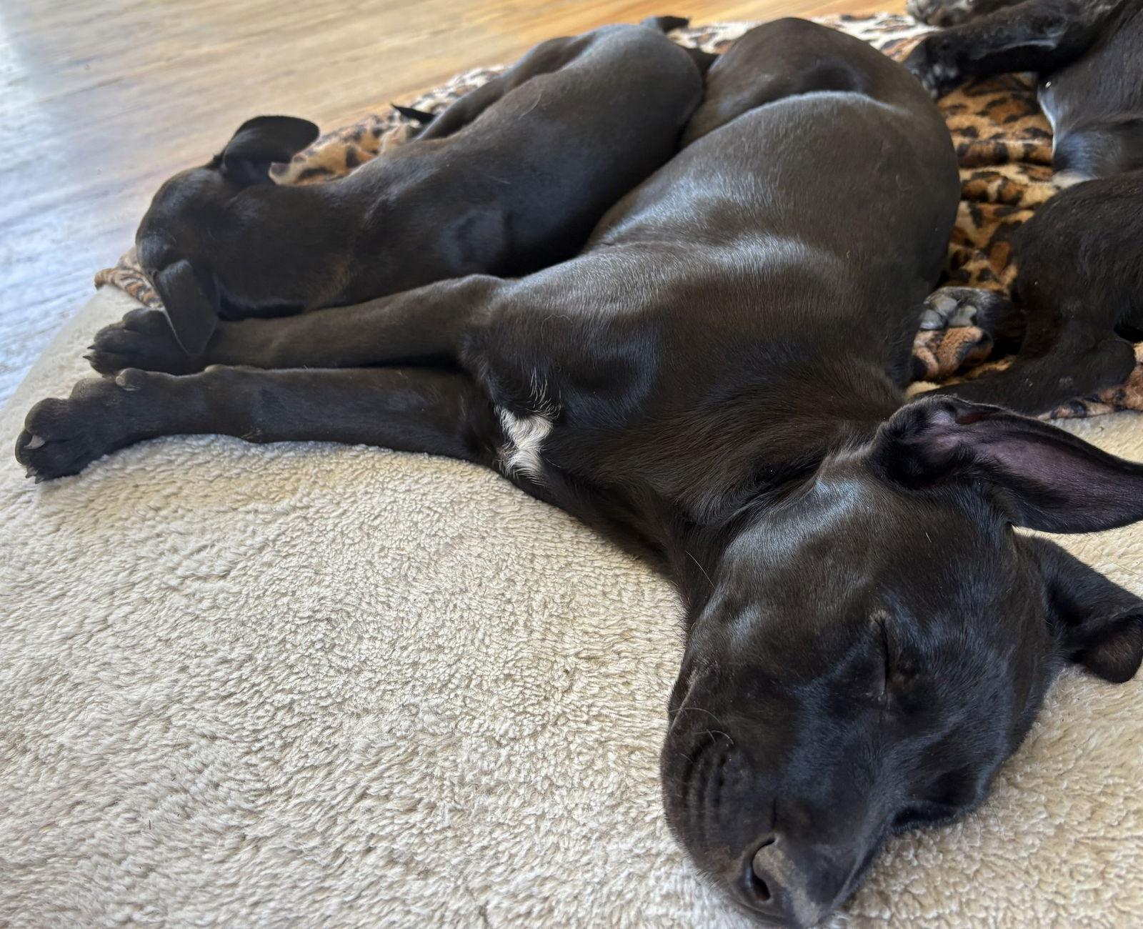 Zamira  #1, Adoptable, Puppy Female Labrador Retriever.