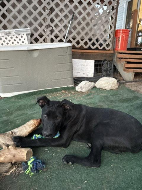 Enlarge Zamira  #1, a Adoptable Labrador Retriever in Aurora, CO image 2/3