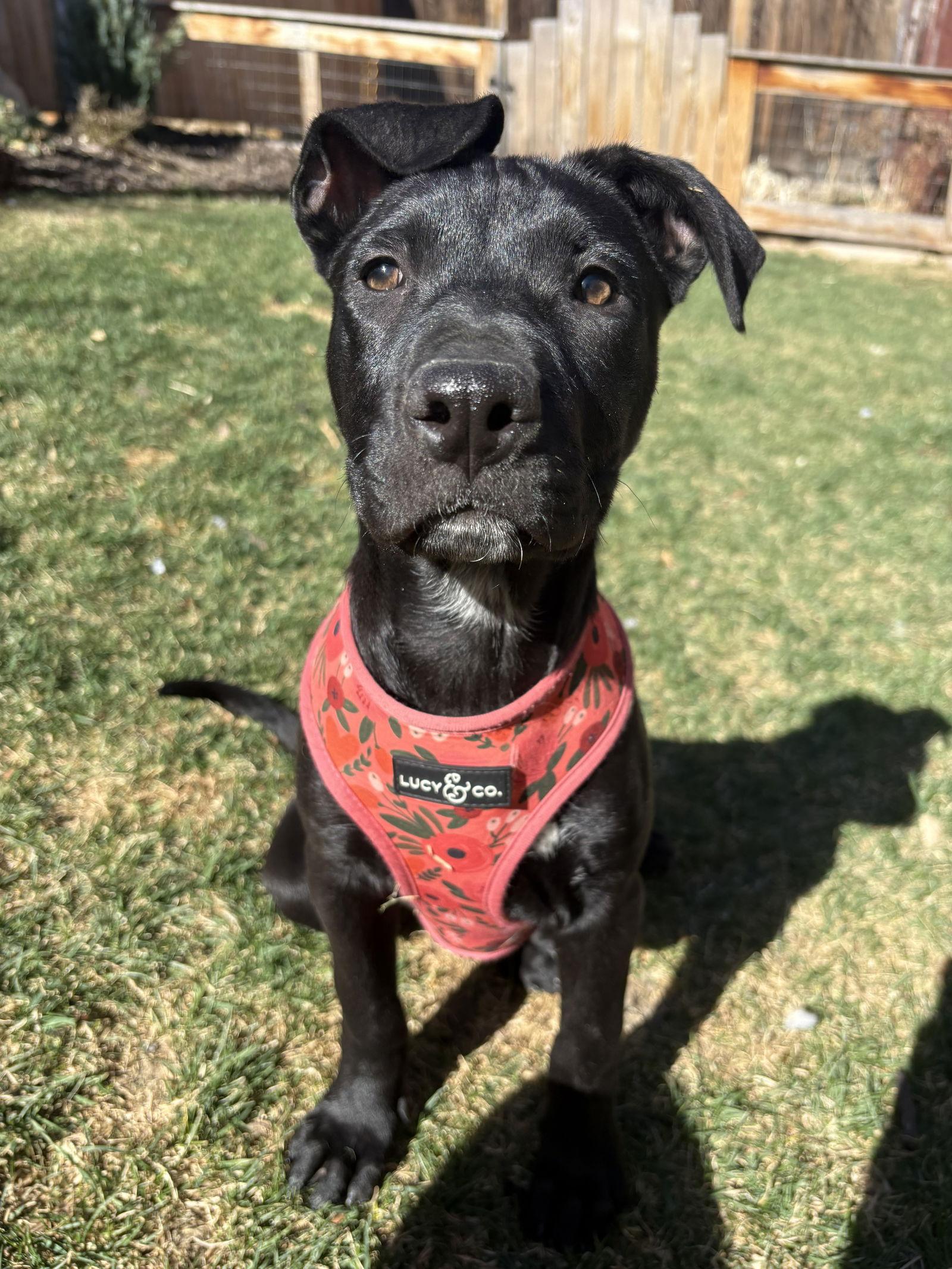 Enlarge Zamira  #1, a Adoptable Labrador Retriever in Aurora, CO image 2/3