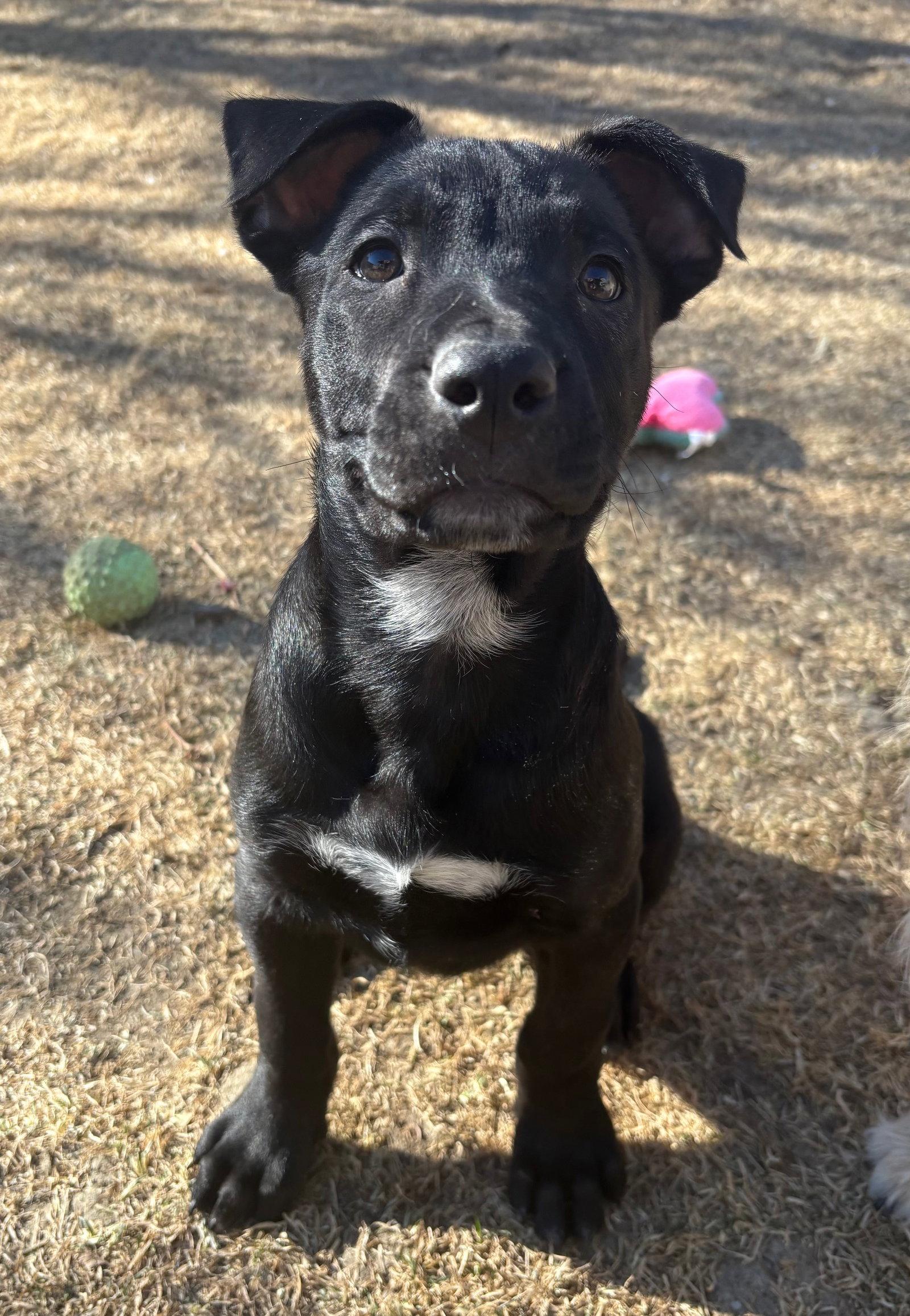 Zamira  #1, Adoptable, Puppy Female Labrador Retriever.