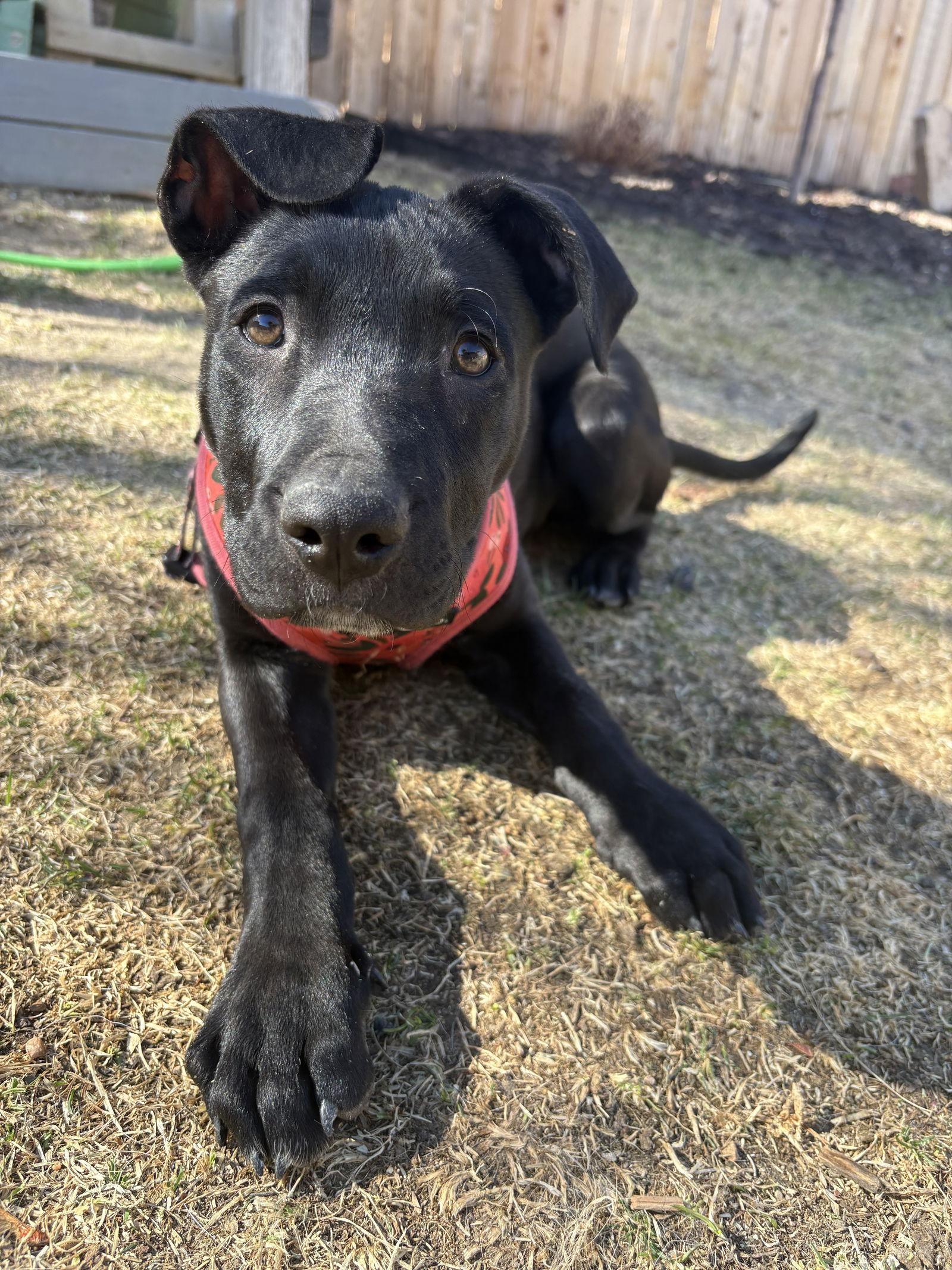 Enlarge Zamira  #1, a Adoptable Labrador Retriever in Aurora, CO image 3/3