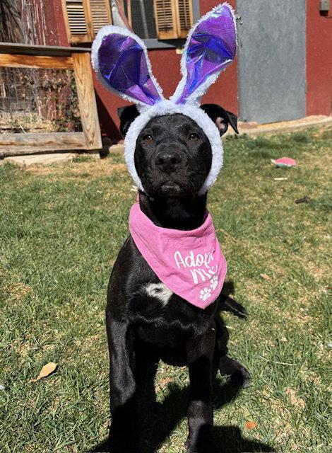 Enlarge Zamira  #1, a Adoptable Labrador Retriever in Aurora, CO image 3/3