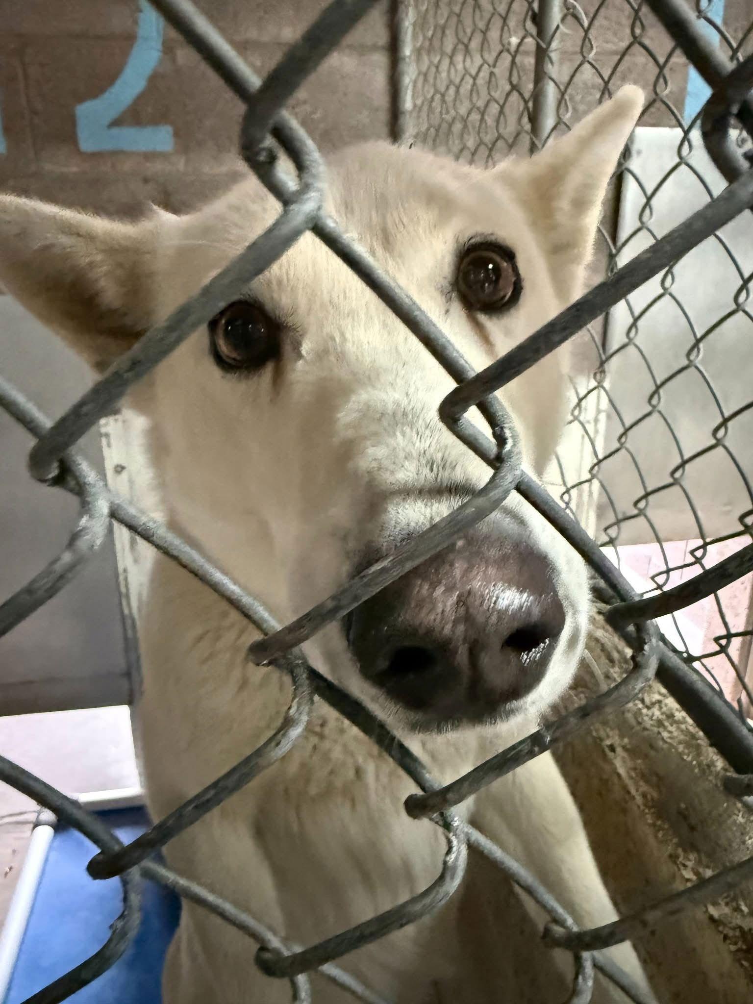 Sasha, Adoptable, Adult Female Husky.