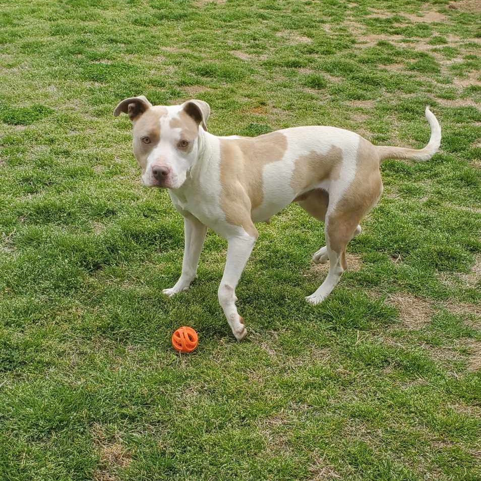 Enlarge Lyric, a Adoptable mixed breed in Southaven , MS image 2/3