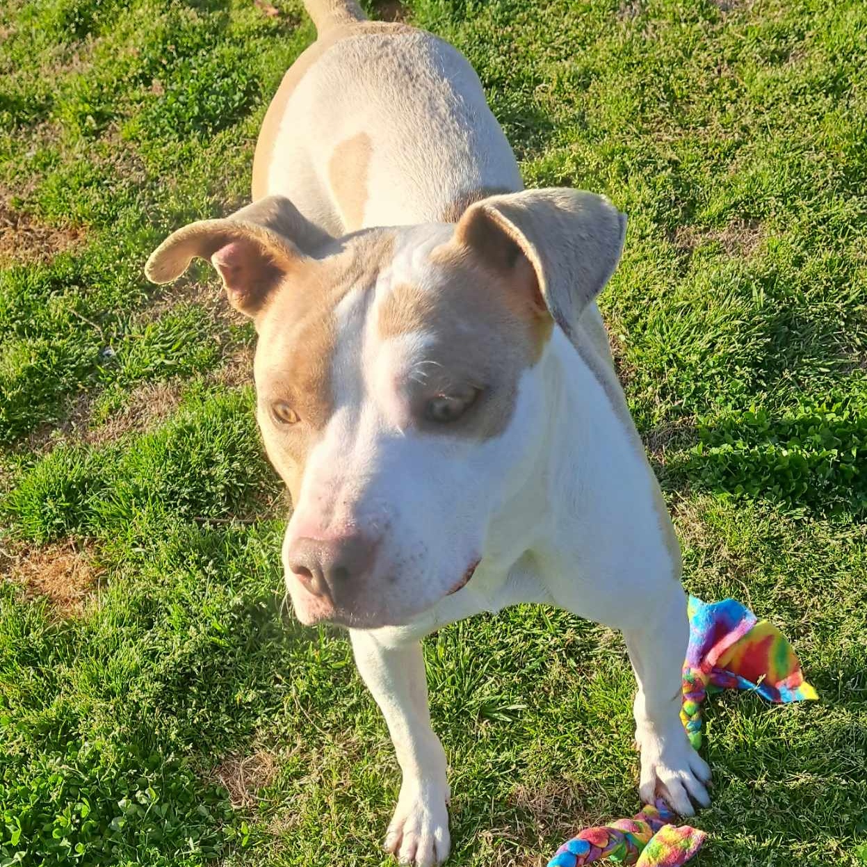 Enlarge Lyric, a Adoptable mixed breed in Southaven , MS image 3/3