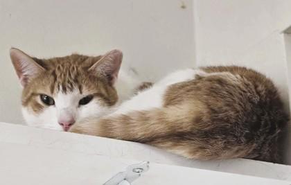 Pumpkin — thumbnail 2