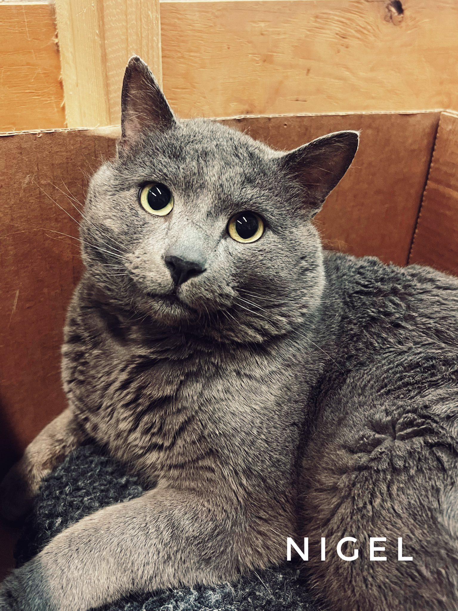 Nigel, adopted, Adult Male Domestic Short Hair.