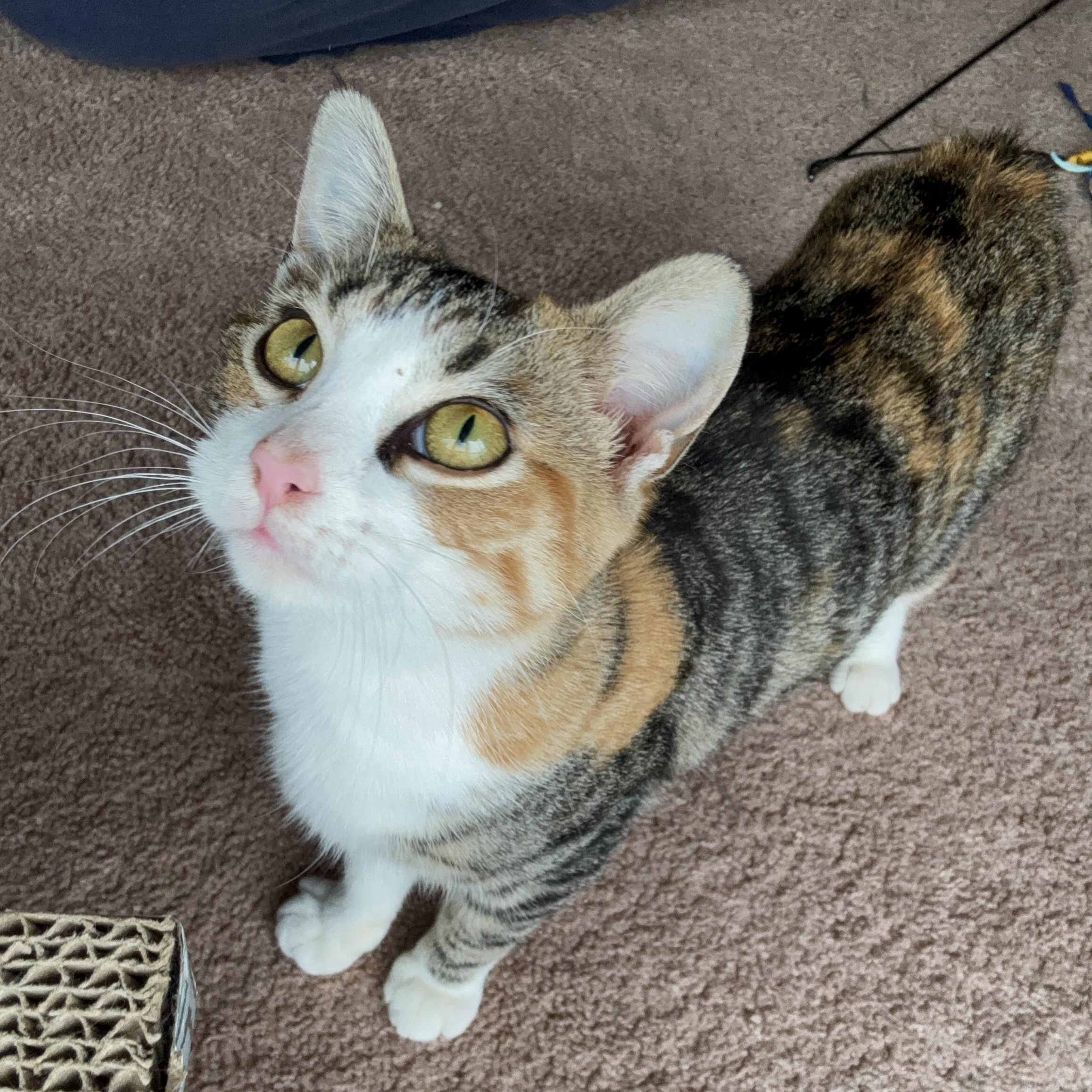 Enlarge Mouse, a Adoptable American Shorthair in Morgantown, WV image 1/4