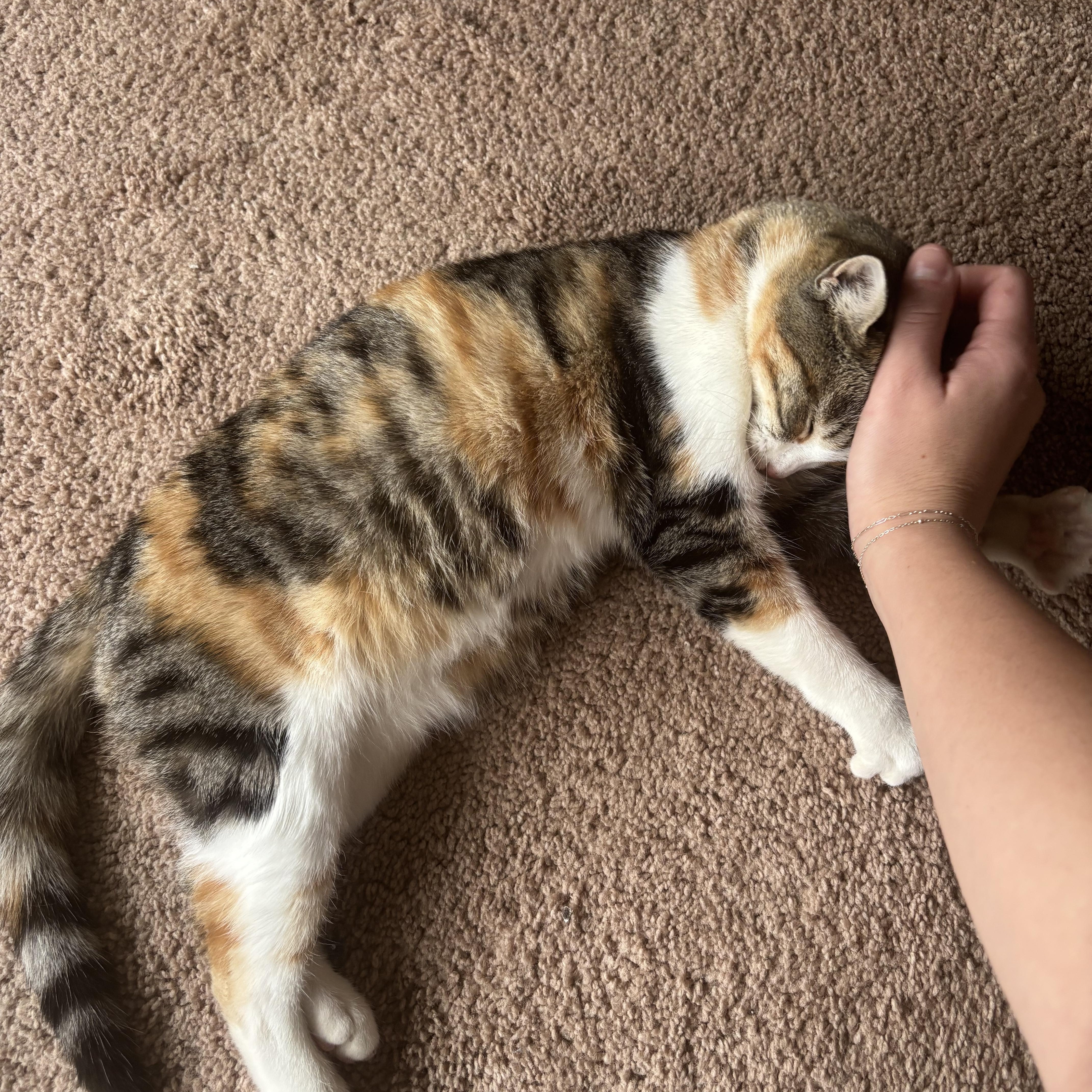 Enlarge Mouse, a Adoptable American Shorthair in Morgantown, WV image 4/4