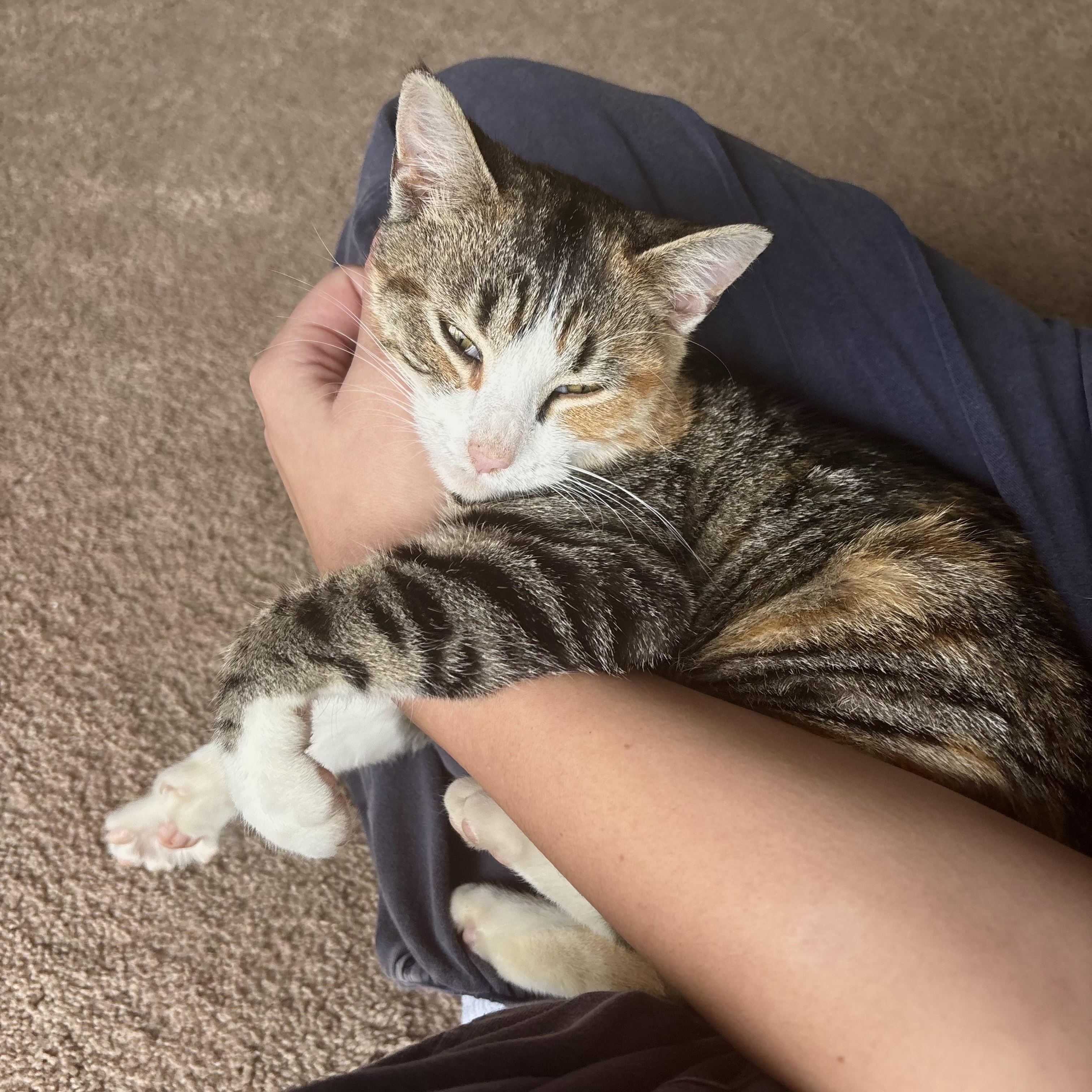 Enlarge Mouse, a Adoptable American Shorthair in Morgantown, WV image 3/4