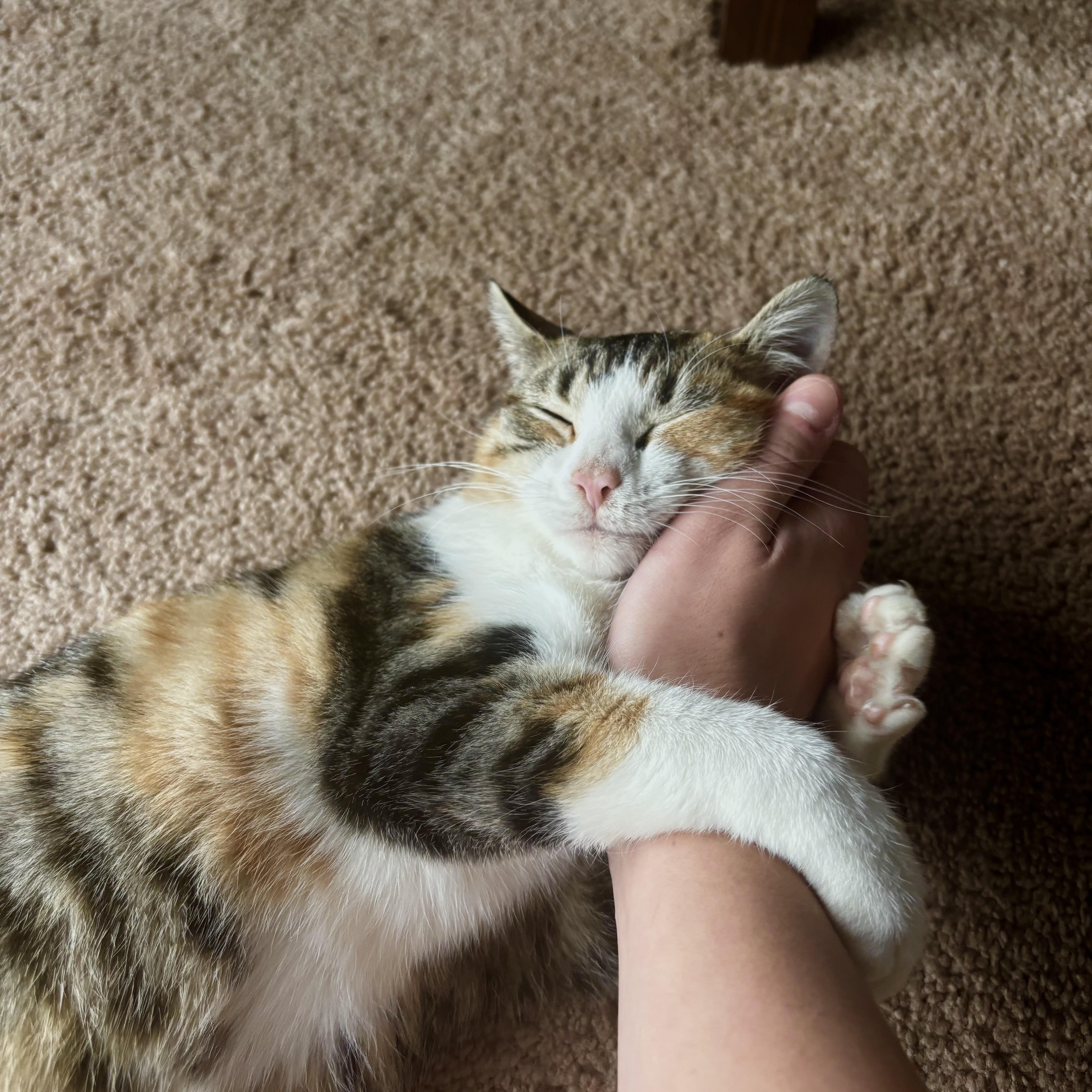 Enlarge Mouse, a Adoptable American Shorthair in Morgantown, WV image 2/4