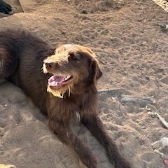 Enlarge MAPLE, a ADOPTABLE mixed breed in Norco, CA image 3/4