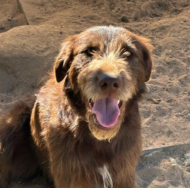 MAPLE, ADOPTABLE, Young Female Airedale Terrier & Chocolate Labrador Retriever.