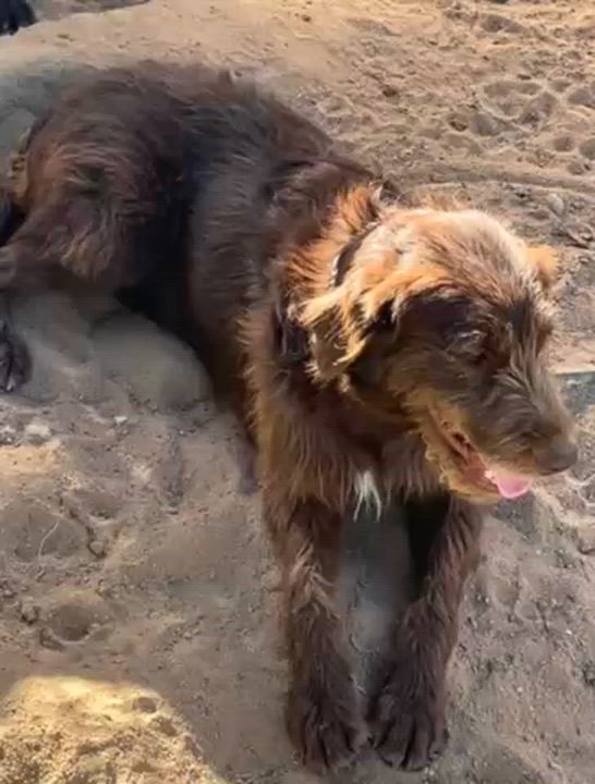 Enlarge MAPLE, a ADOPTABLE mixed breed in Norco, CA video 4/4