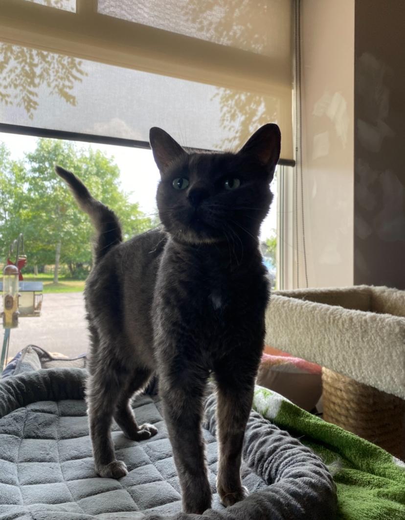Loki, an adoptable Domestic Short Hair in Waterdown, ON image 1/3