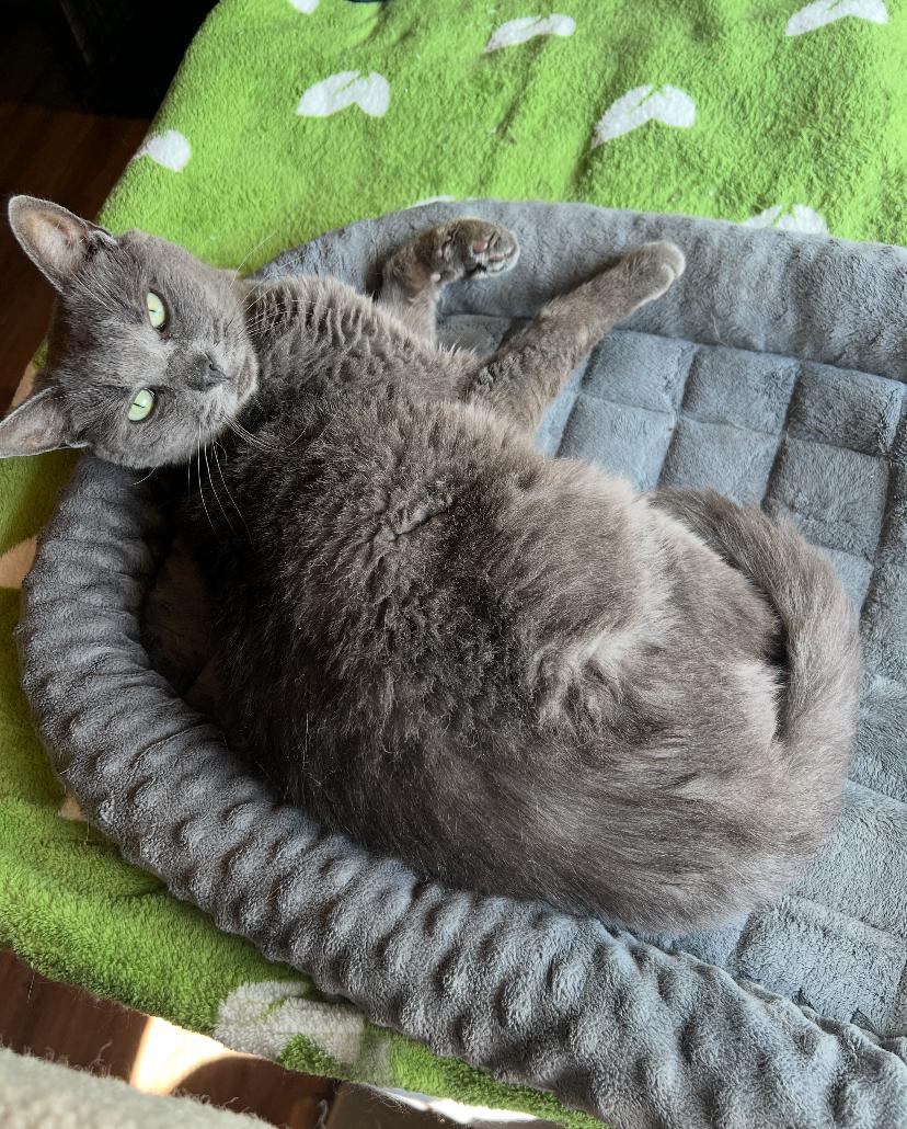 Loki, an adoptable Domestic Short Hair in Waterdown, ON image 3/3