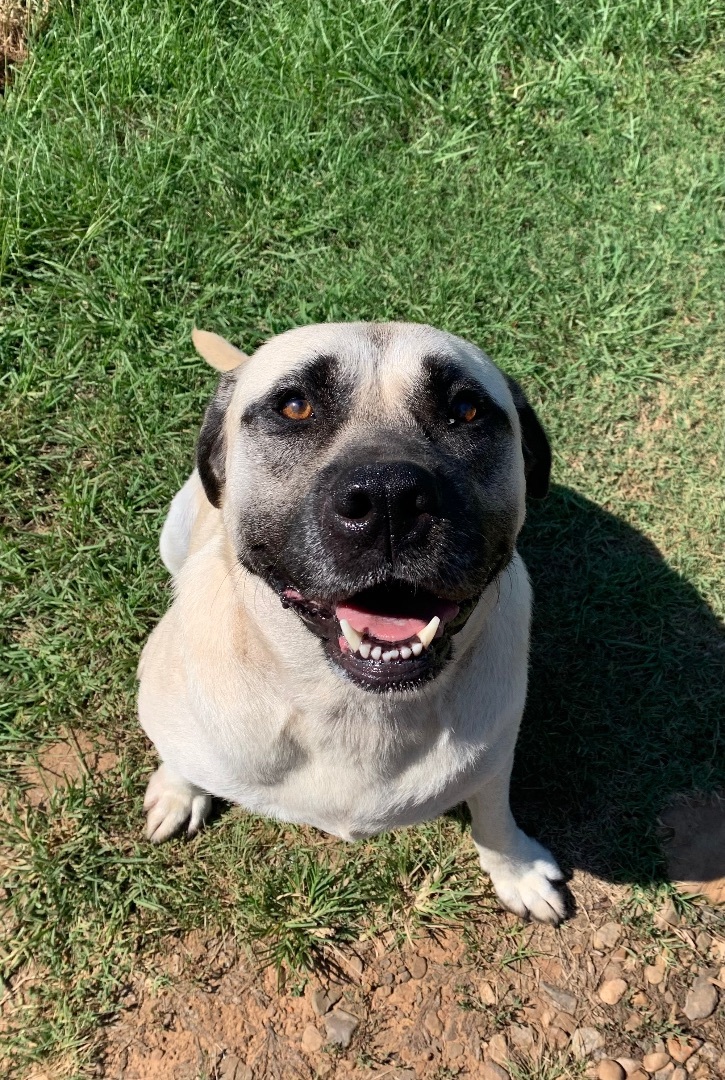 Biscuits, an adoptable Bullmastiff in Rogers, AR, 72756 | Photo Image 2