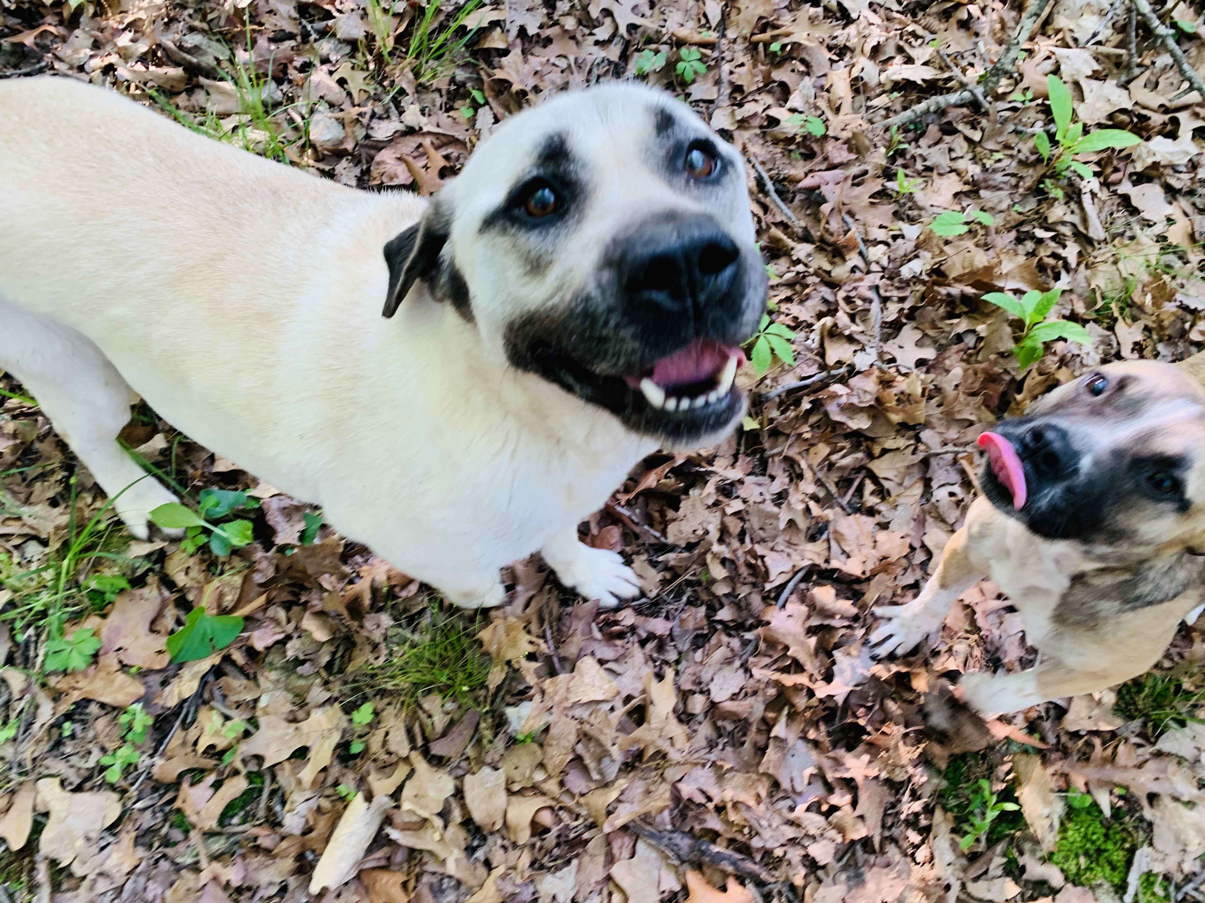 Biscuits, a Adoptable mixed breed in Rogers, AR image 3/4