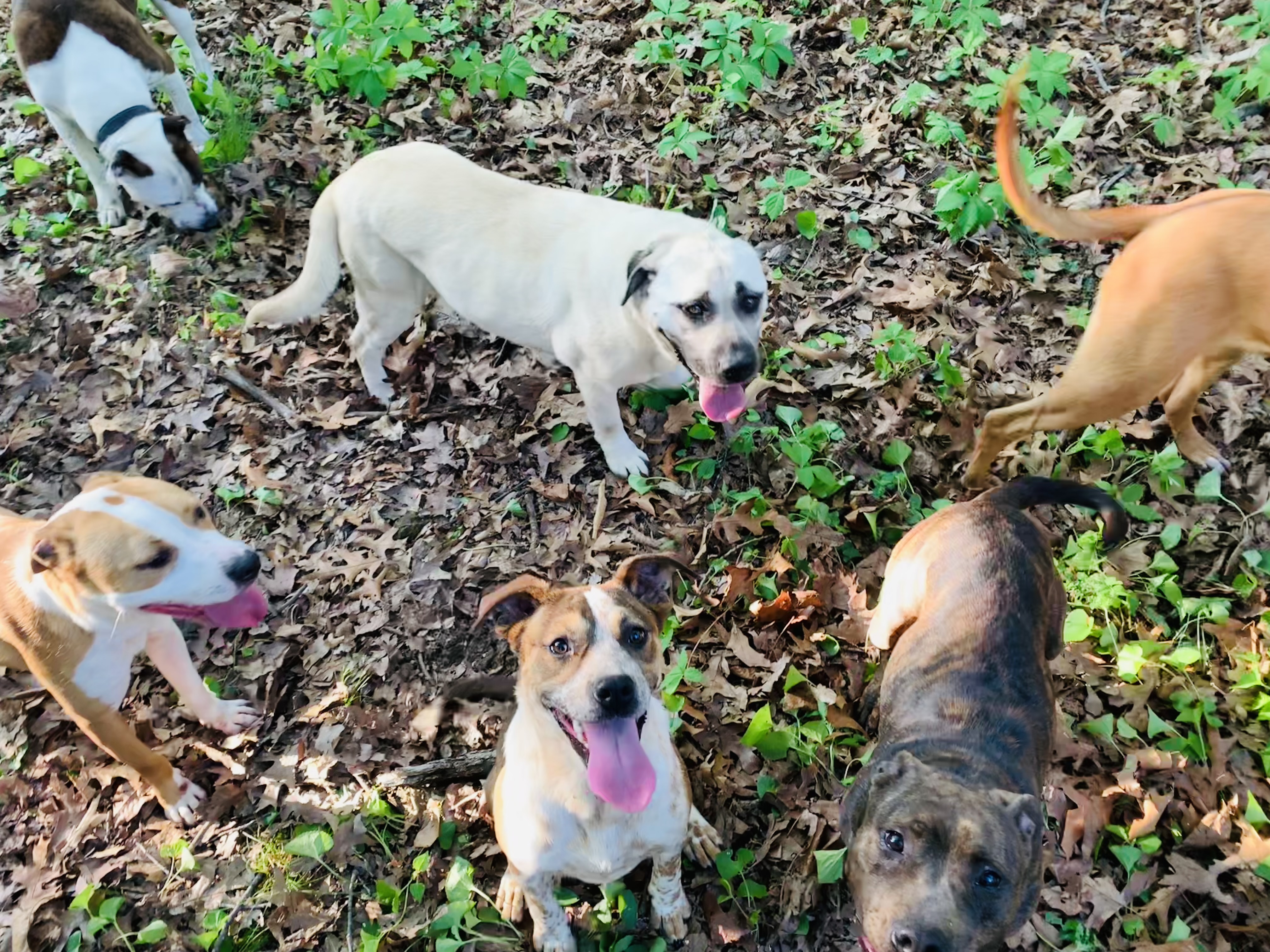 Biscuits, a Adoptable mixed breed in Rogers, AR image 4/4