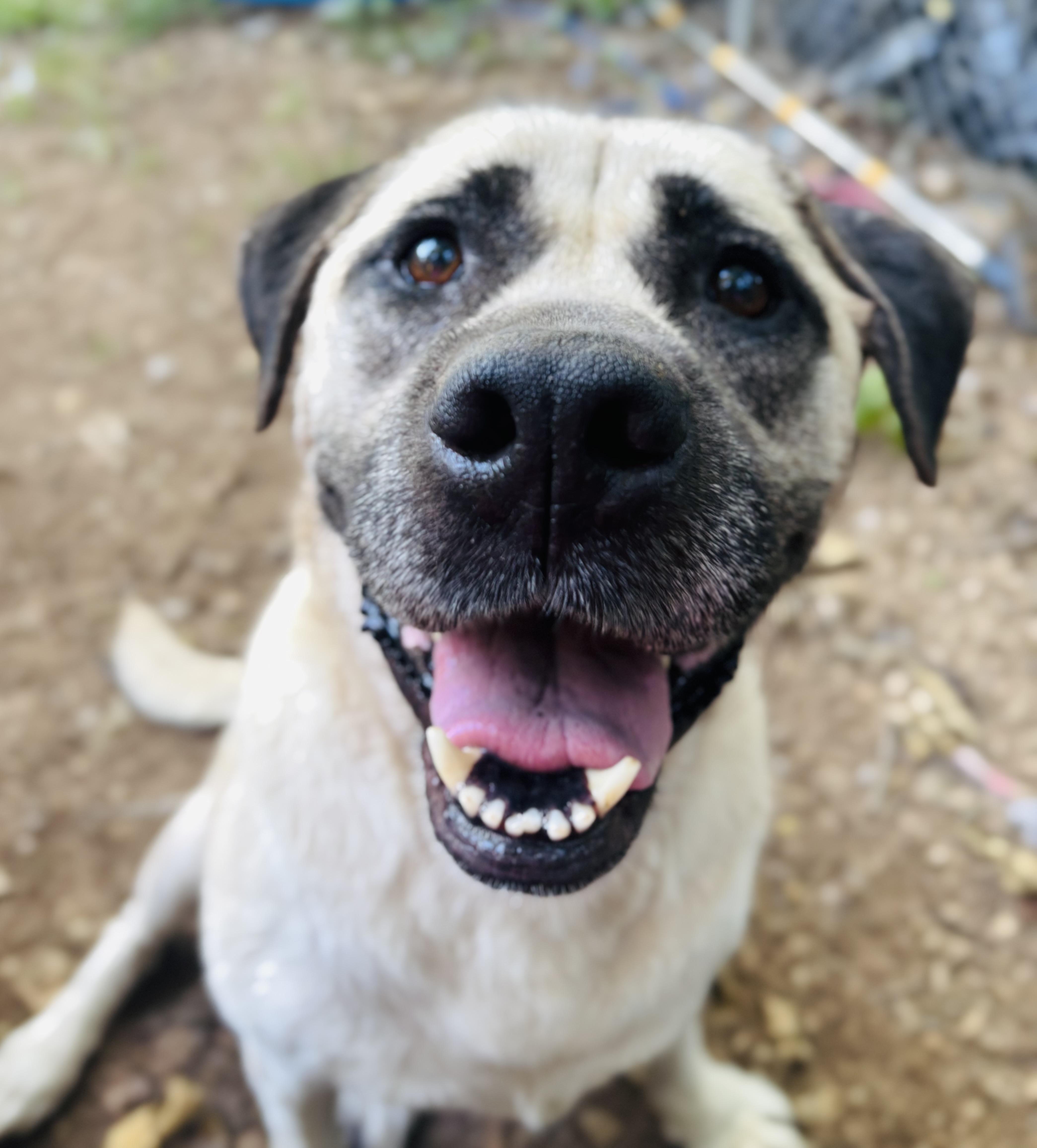 Biscuits, an adoptable Bullmastiff in Rogers, AR, 72756 | Photo Image 1