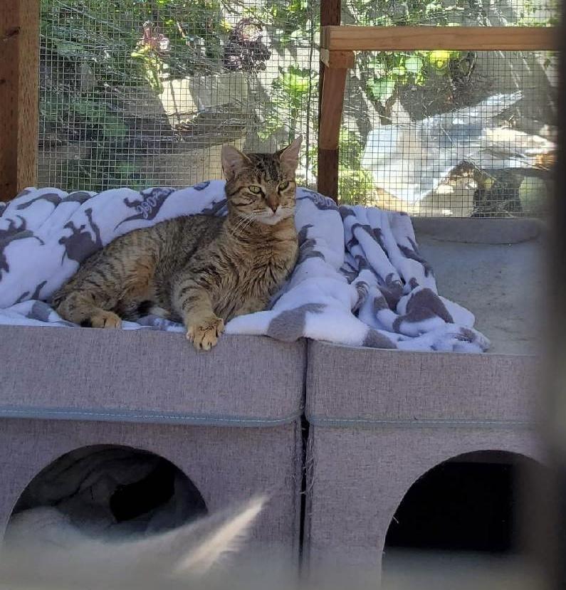 Perla, an adoptable Dilute Tortoiseshell in Salinas, CA, 93905 | Photo Image 2