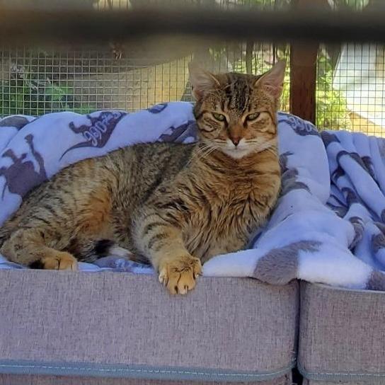 Perla, an adoptable Dilute Tortoiseshell in Salinas, CA, 93905 | Photo Image 3