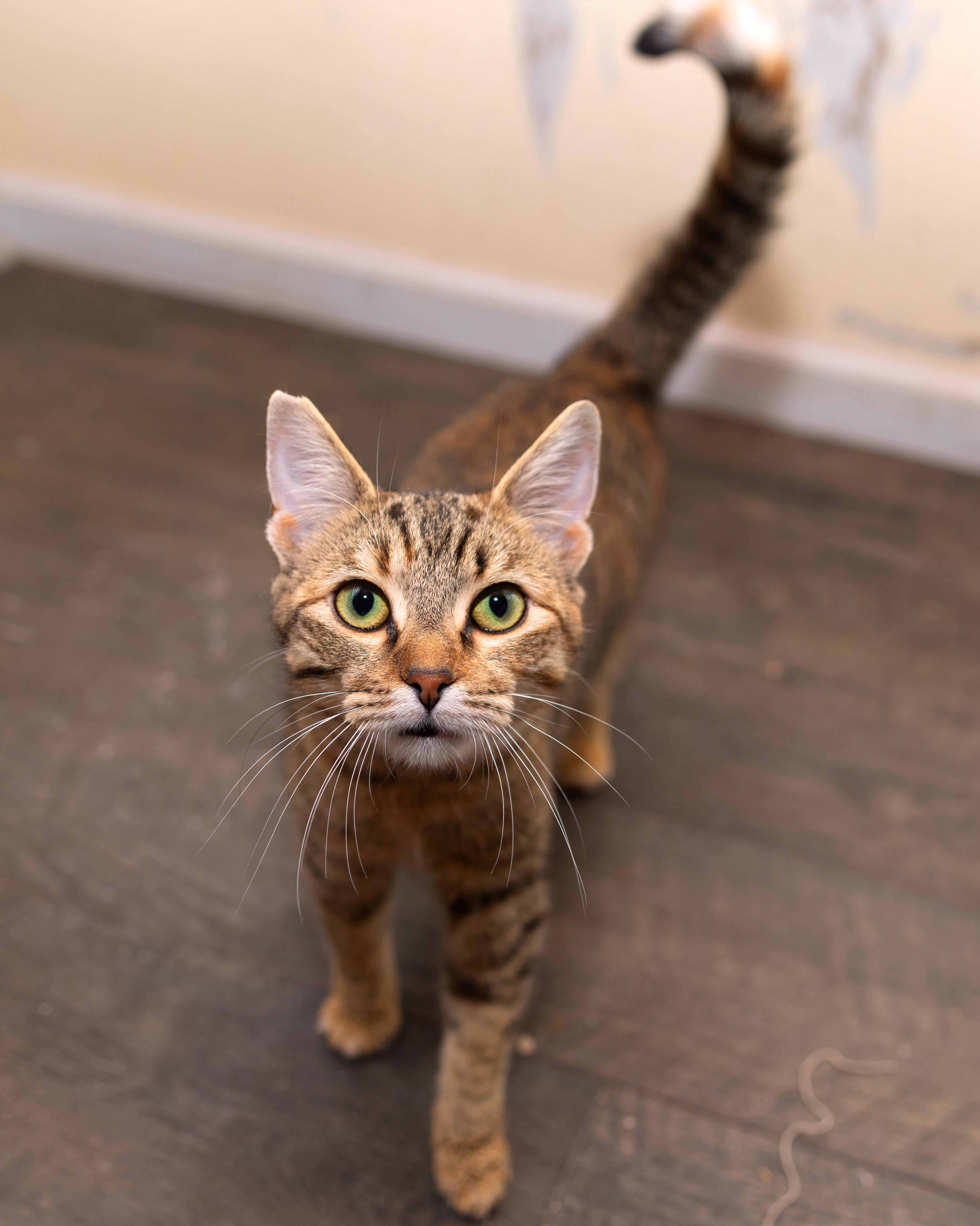 Perla, an adoptable Dilute Tortoiseshell in Salinas, CA, 93905 | Photo Image 5