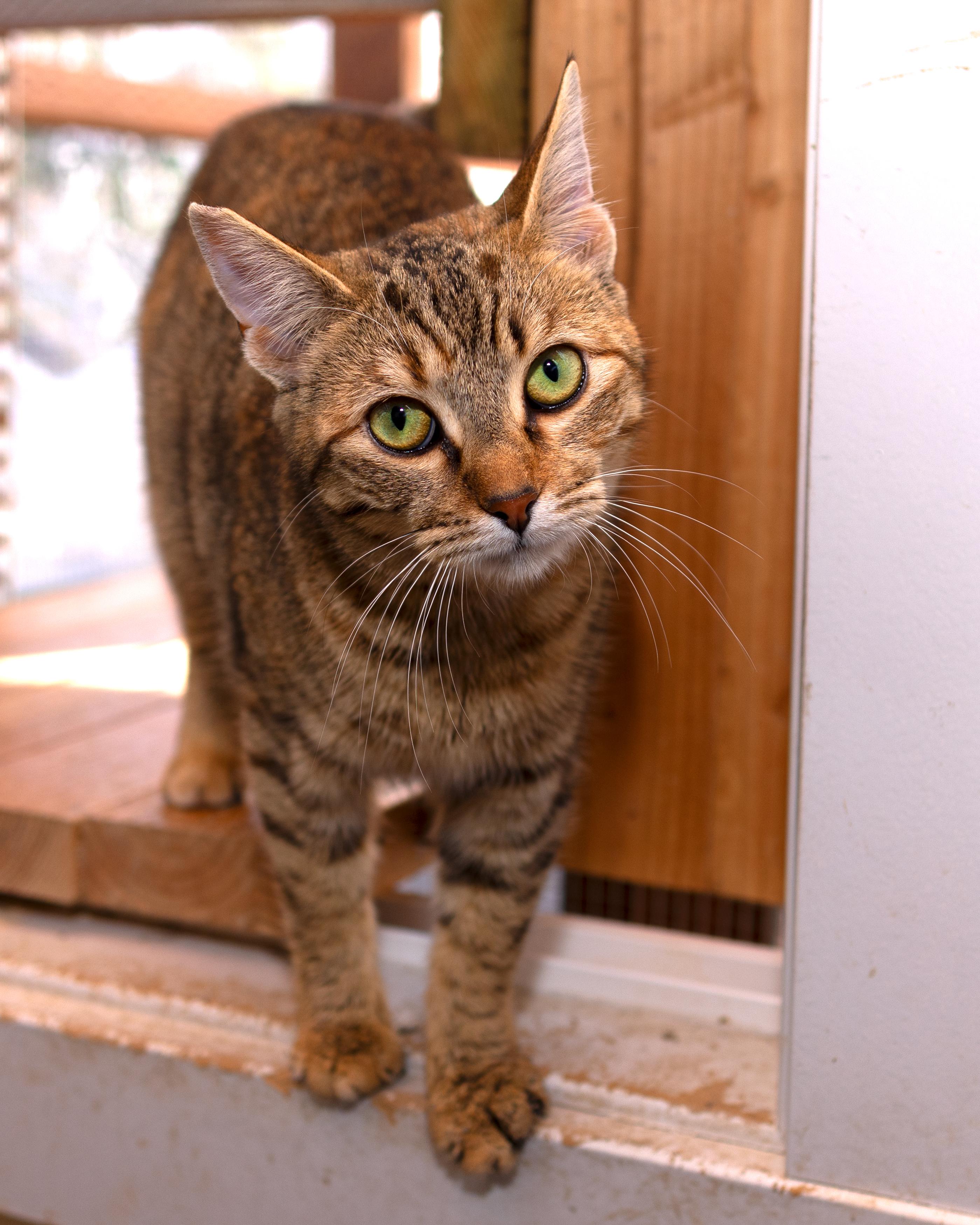 Perla, an adoptable Dilute Tortoiseshell in Salinas, CA, 93905 | Photo Image 4