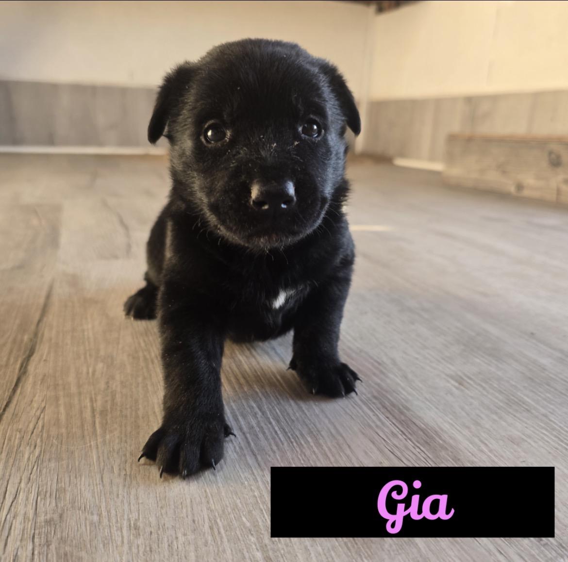 Enlarge Gia , a ADOPTABLE mixed breed in Powell Butte, OR image 1/2