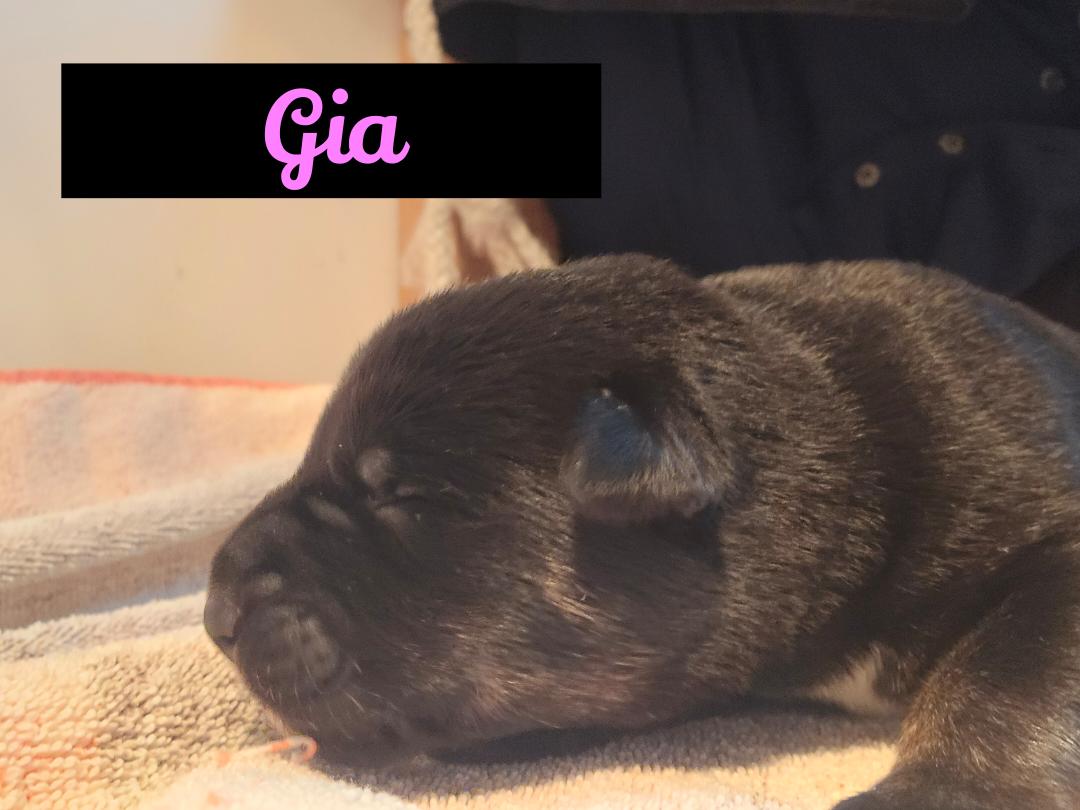 Enlarge Gia , a ADOPTABLE mixed breed in Powell Butte, OR image 2/2