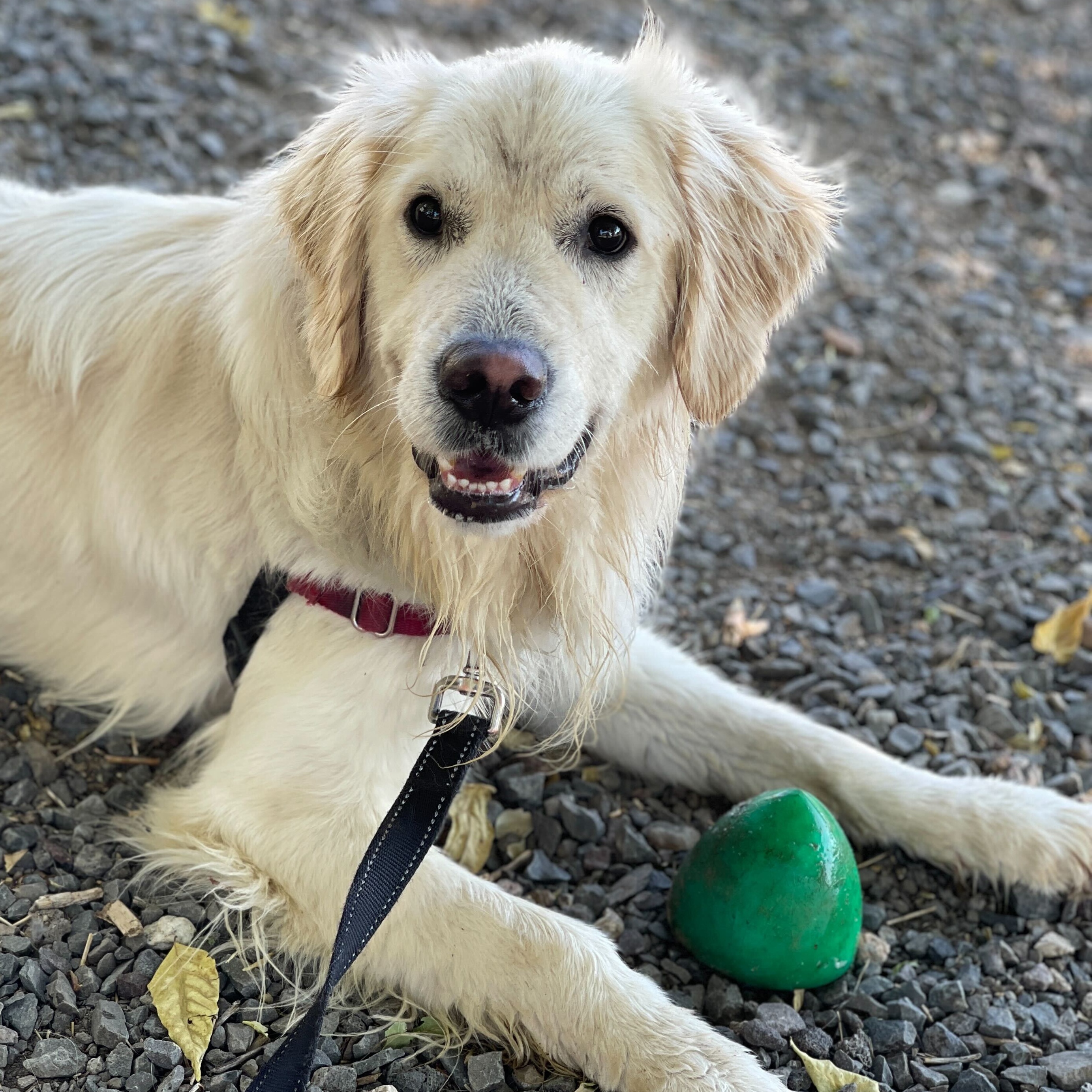 Brody, a Adoptable Golden Retriever in Washoe Valley, NV image 2/2