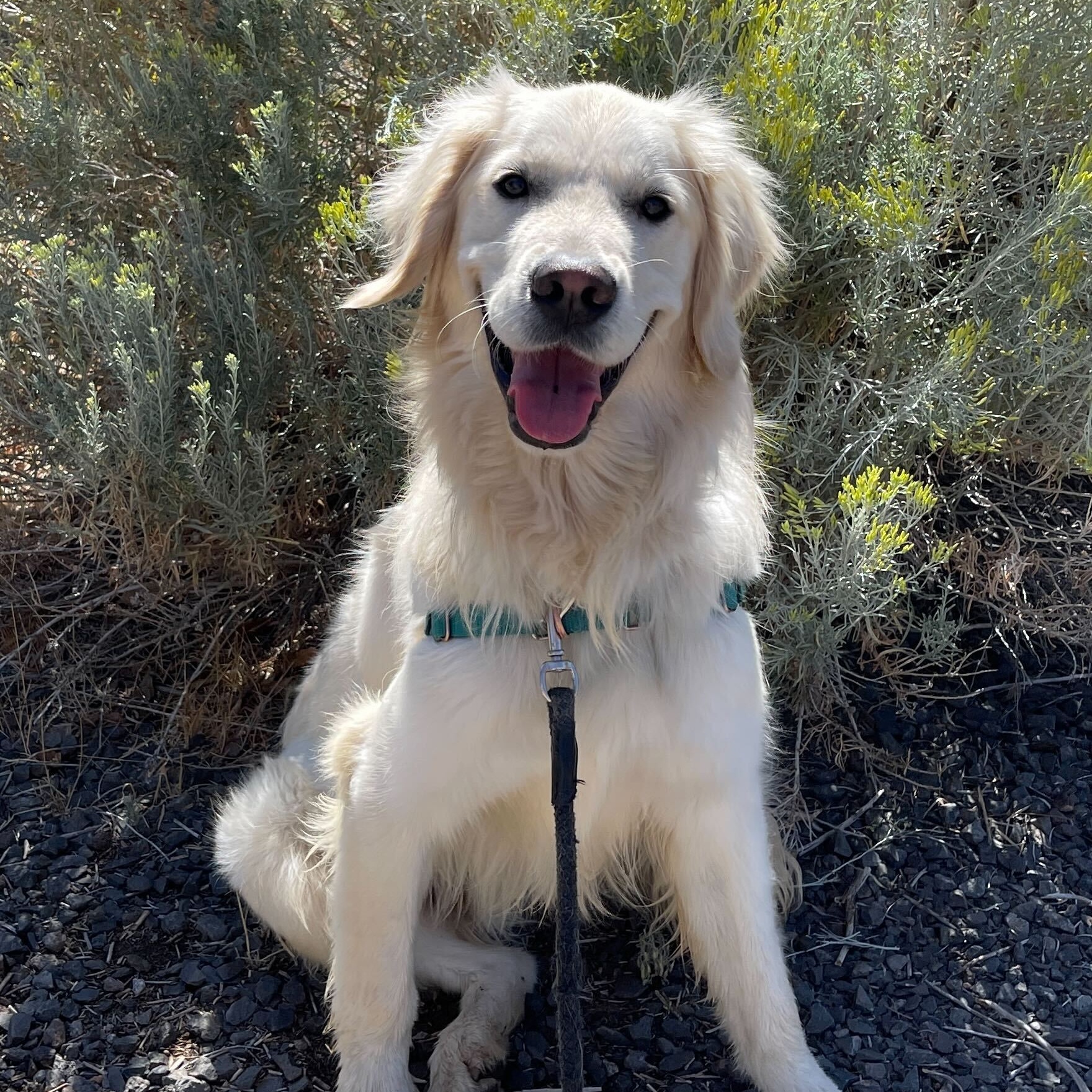 Brody, a Adoptable Golden Retriever in Washoe Valley, NV image 1/2