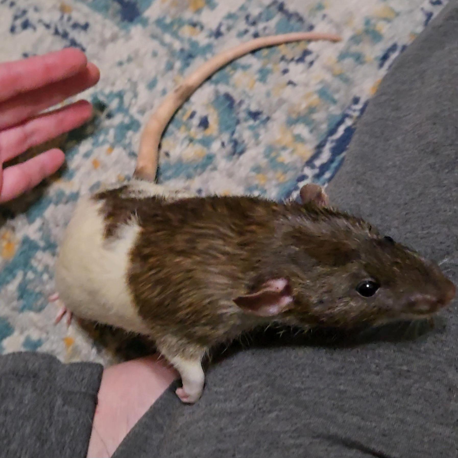 Enlarge Scooby, Shaggy, Fred, Night, a ADOPTABLE Rat in St. Cloud, FL image 2/5