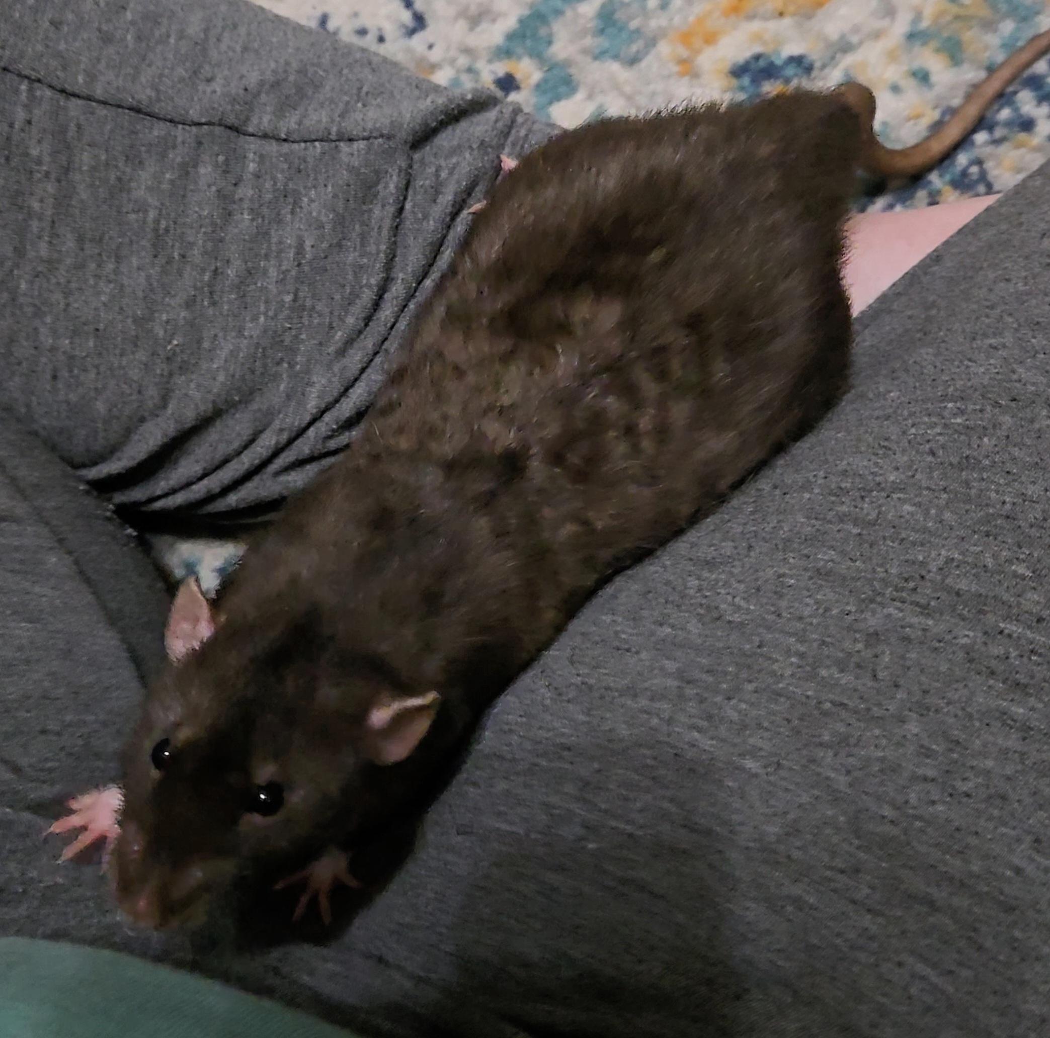 Enlarge Scooby, Shaggy, Fred, Night, a ADOPTABLE Rat in St. Cloud, FL image 4/5