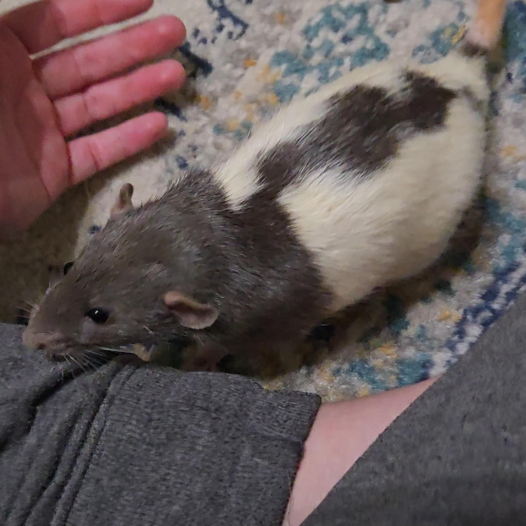 Enlarge Scooby, Shaggy, Fred, Night, a ADOPTABLE Rat in St. Cloud, FL image 3/5