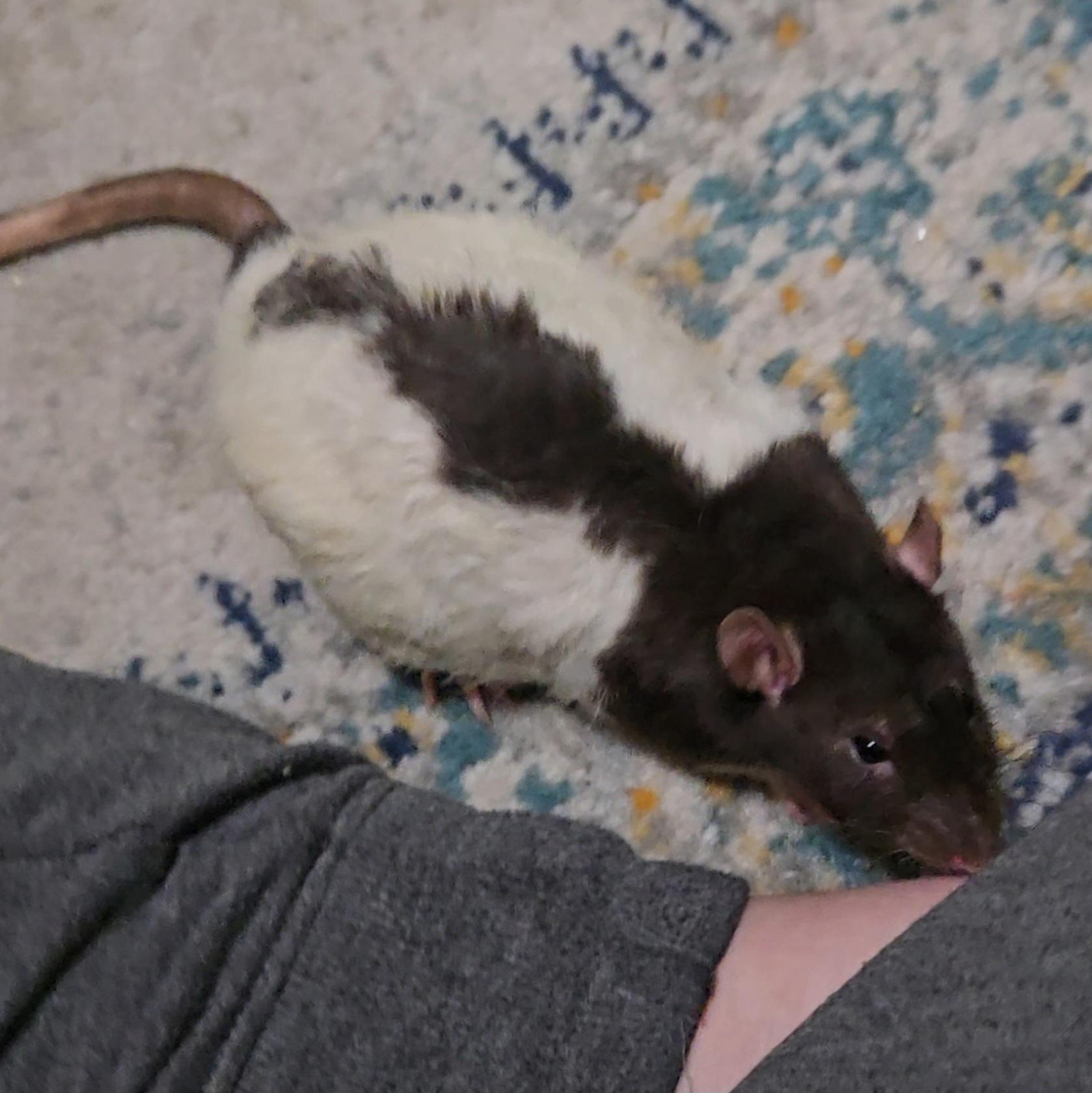 Enlarge Scooby, Shaggy, Fred, Night, a ADOPTABLE Rat in St. Cloud, FL image 5/5