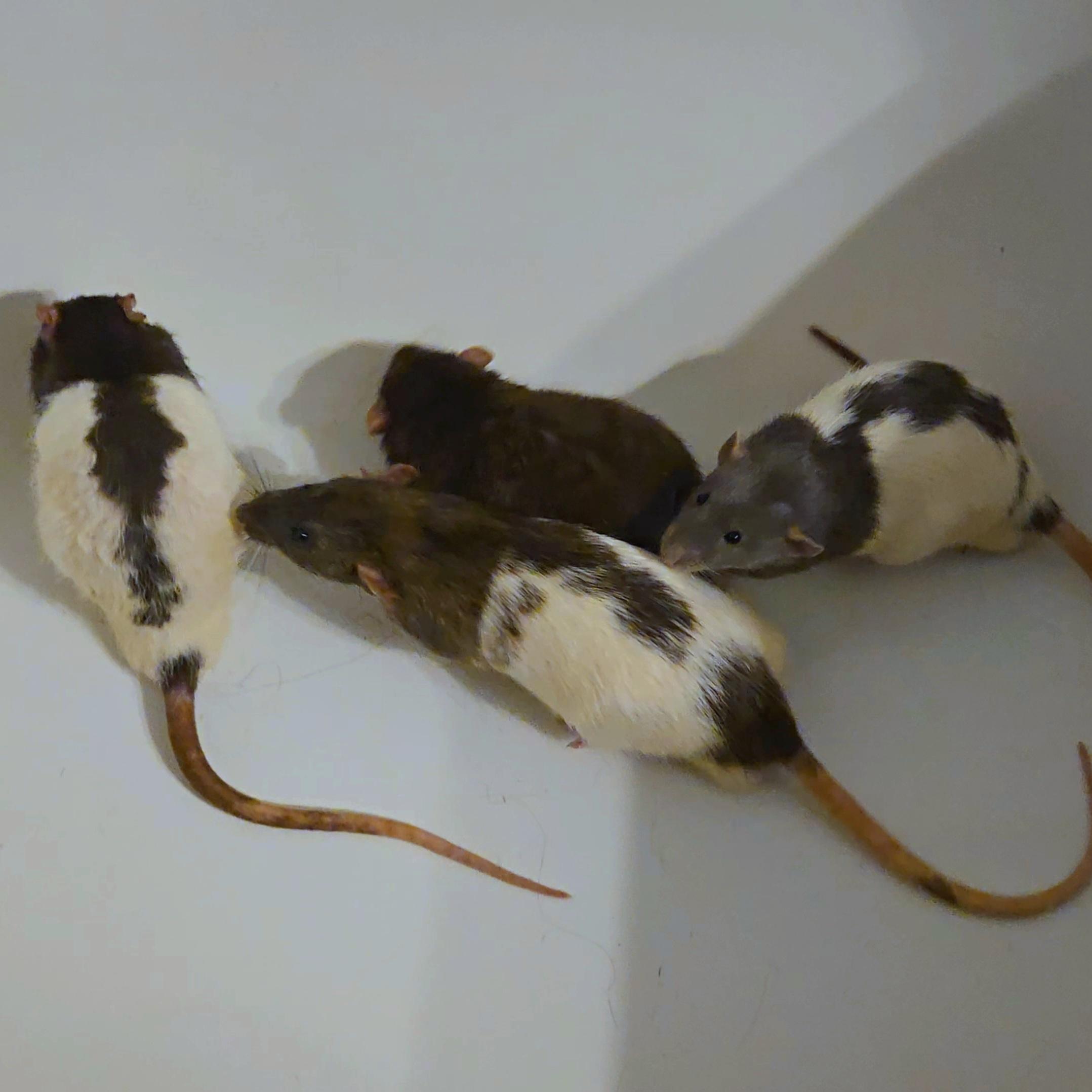 Scooby, Shaggy, Fred, Night, ADOPTABLE, Young Male Rat.