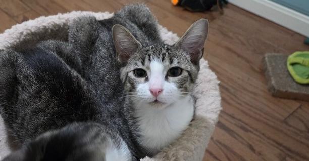 Enlarge Jane Don't, a Adoptable mixed breed in Austin, TX image 2/6