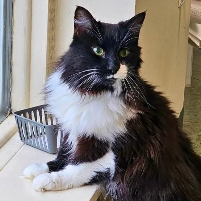 Sally, Adoptable, Senior Female Tuxedo & Domestic Medium Hair.