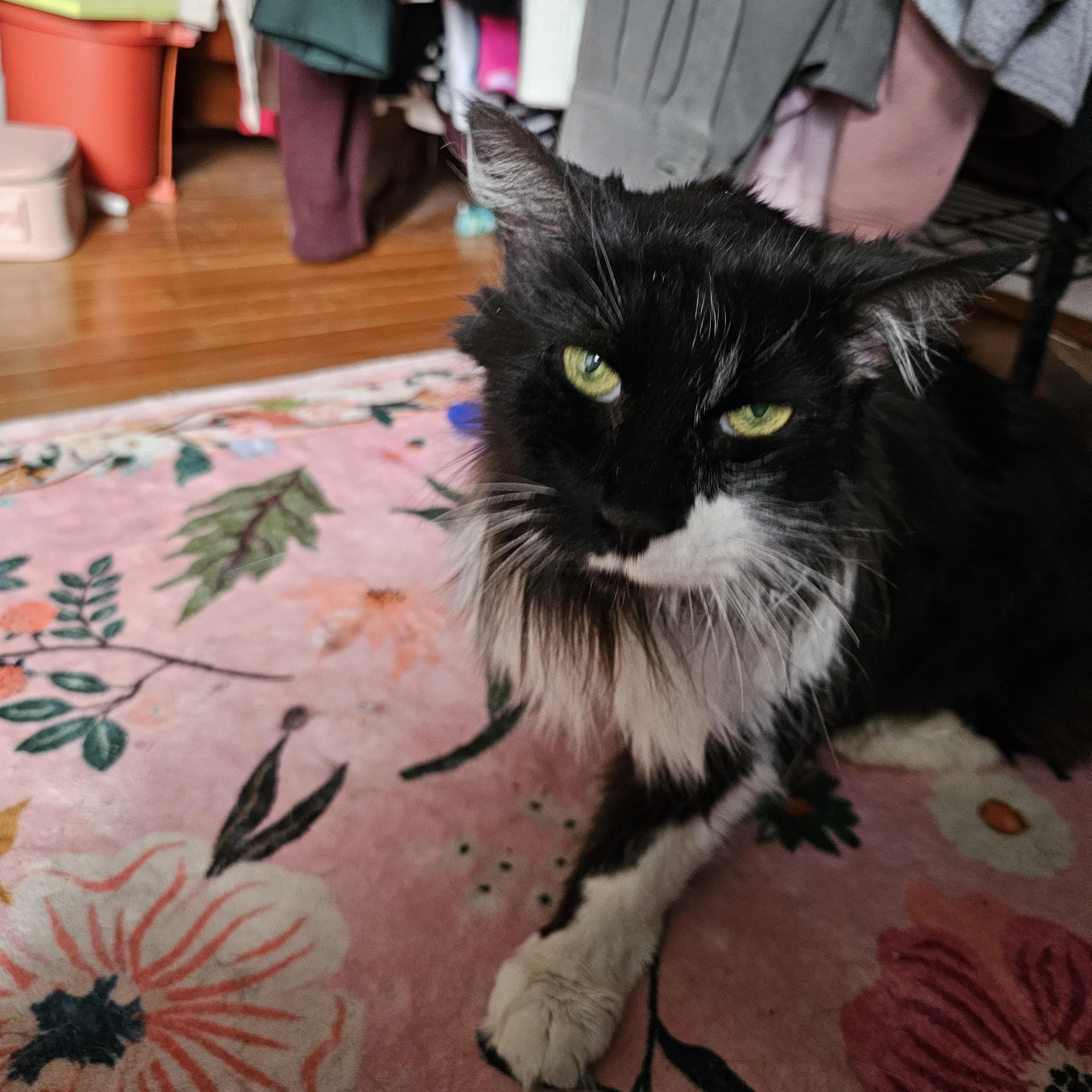 Enlarge Sally, a Adoptable mixed breed in Hyattsville, MD image 3/4