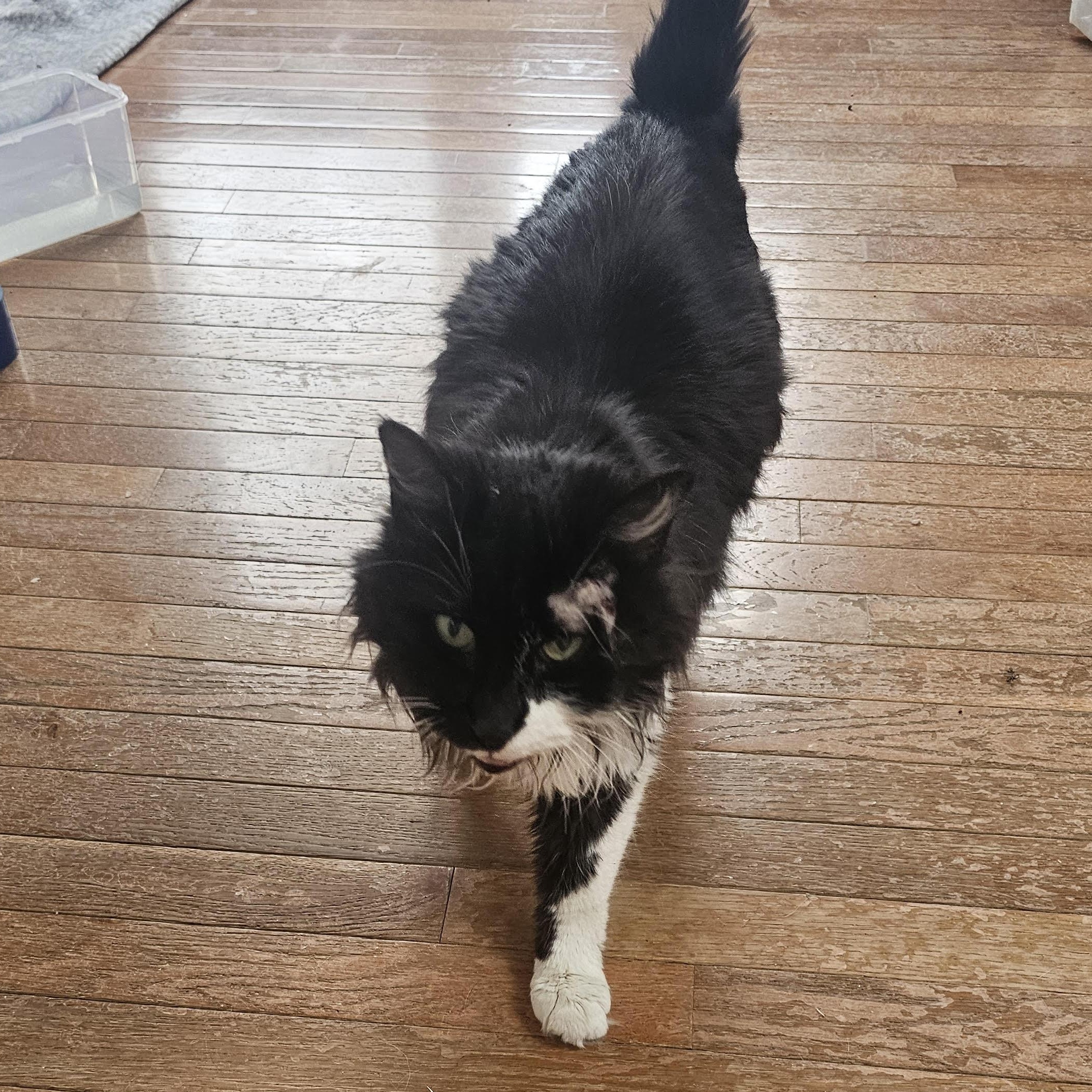 Enlarge Sally, a Adoptable mixed breed in Hyattsville, MD image 2/4