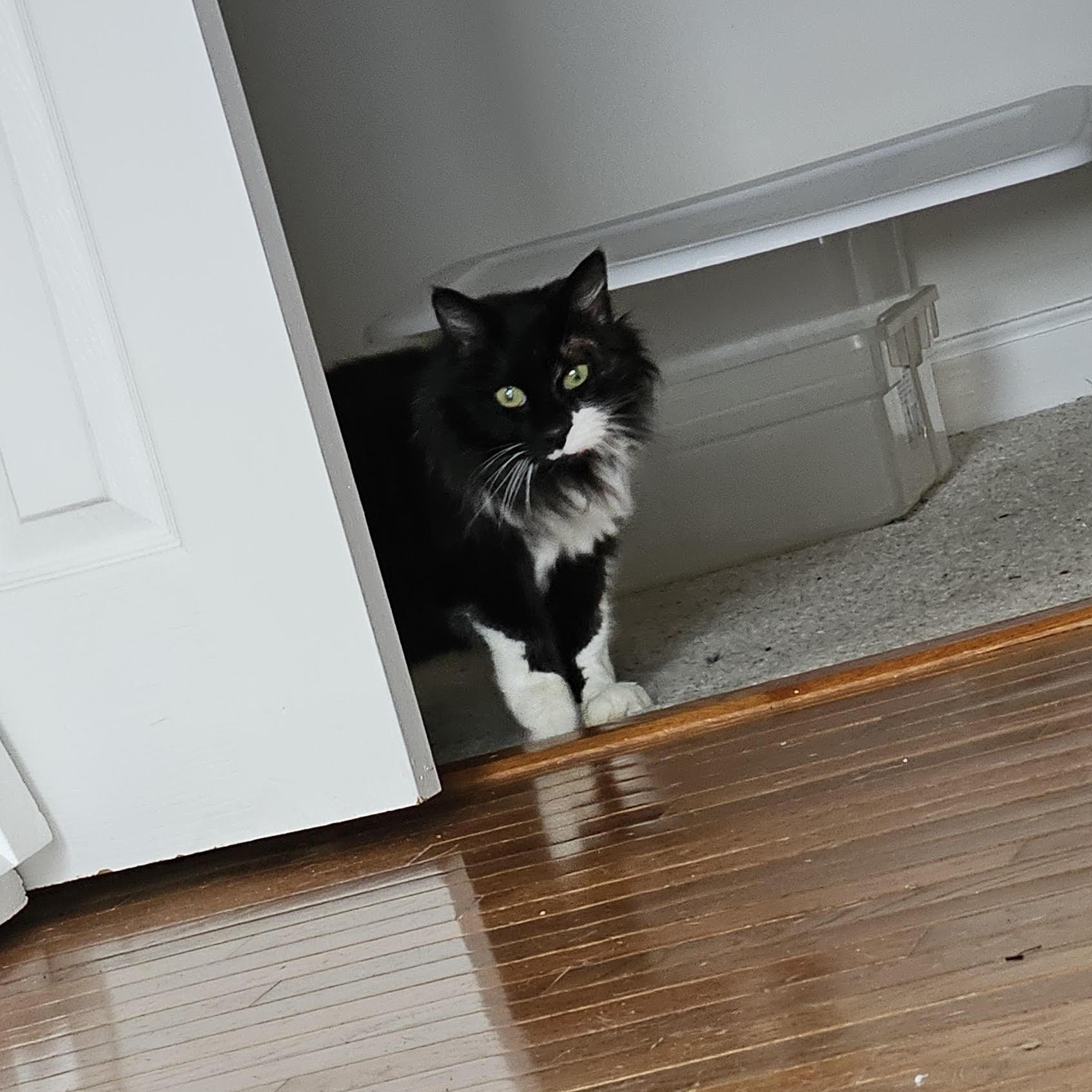 Enlarge Sally, a Adoptable mixed breed in Hyattsville, MD image 4/4