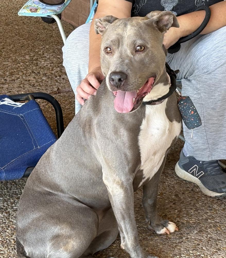 Joy, a Adoptable mixed breed in Powder Springs, GA image 1/6