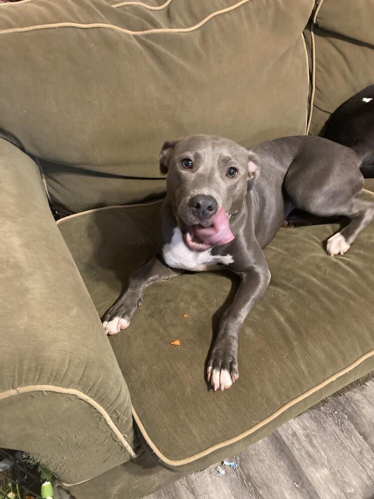 Joy, a Adoptable mixed breed in Powder Springs, GA image 2/6