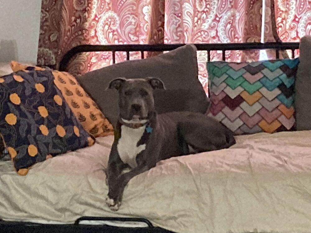 Joy, a Adoptable mixed breed in Powder Springs, GA image 3/6