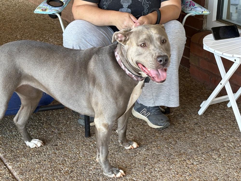 Joy, a Adoptable mixed breed in Powder Springs, GA image 4/6