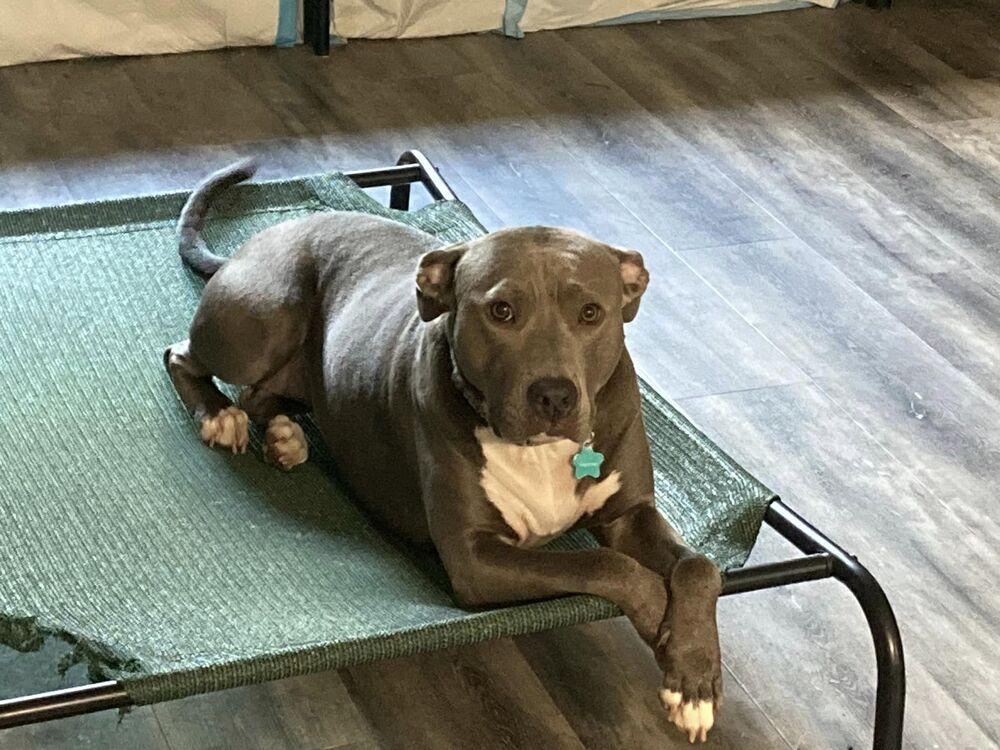 Joy, a Adoptable mixed breed in Powder Springs, GA image 5/6