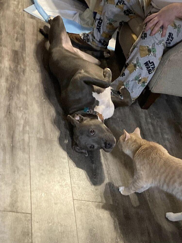 Joy, a Adoptable mixed breed in Powder Springs, GA image 6/6