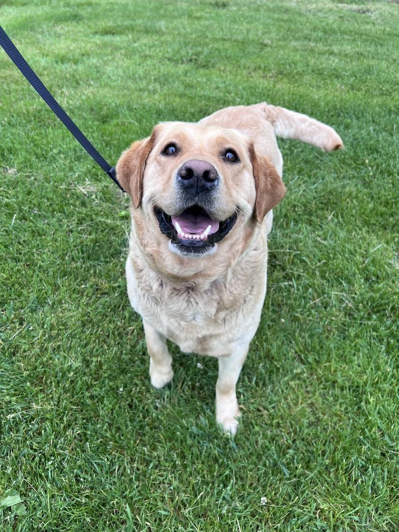Lilly Belle-Foster-to-Adopt, an adoptable Yellow Labrador Retriever in Medina, OH image 2/6