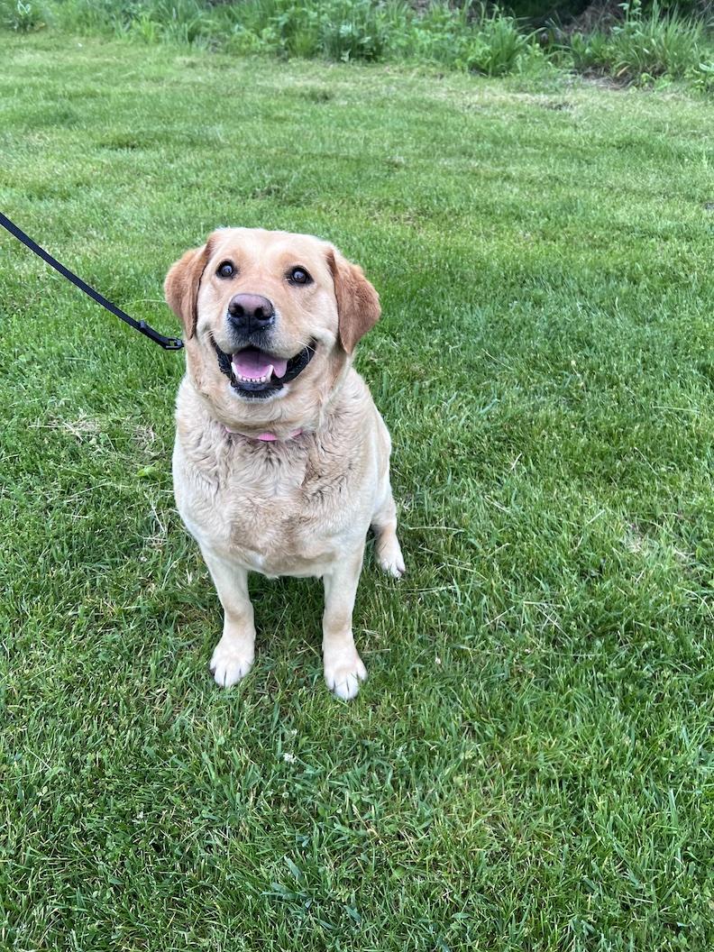Lilly Belle-Foster-to-Adopt, an adoptable Yellow Labrador Retriever in Medina, OH image 6/6